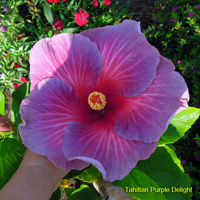 Tahitian Purple Delight